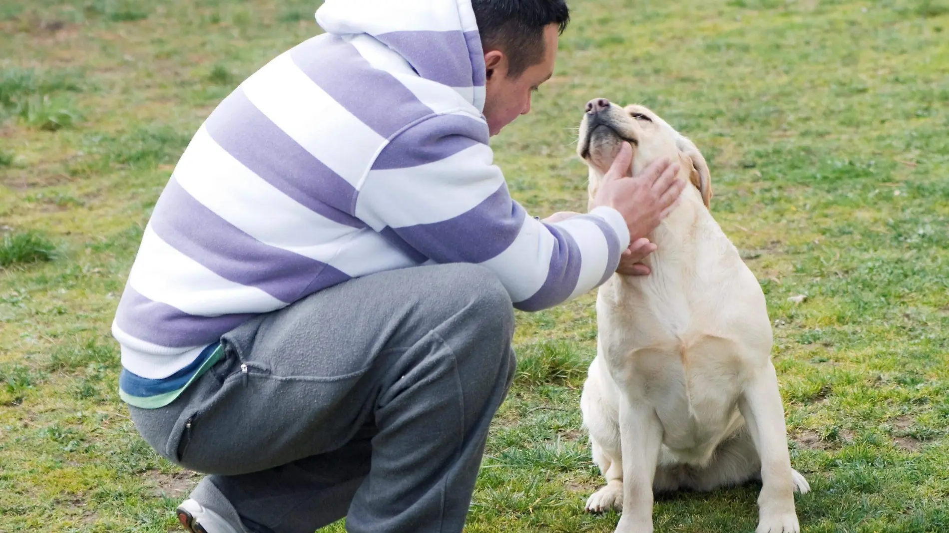 perros mentales